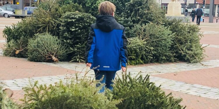 Kerstboominzameling in Velsen: Kinderen maken kans op 500 euro