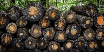 Natuurorganisaties krijgen gelijk in rechtszaak over boskap