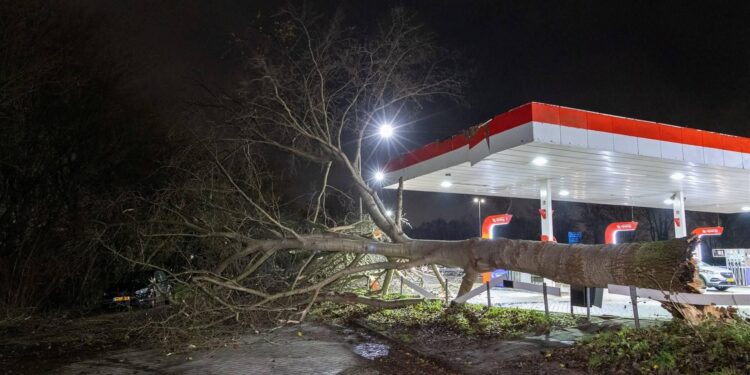 19-jarige fietser overleden door omvallende boom in Lochem