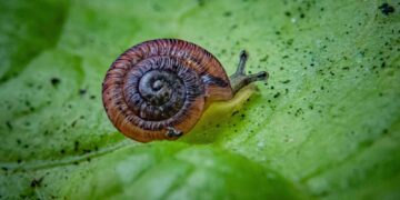 Pea-sized slakken na 100 jaar weer in het wild