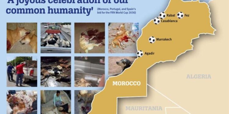 Marokko plant massale uitroeiing zwerfhonden voor Wereldbeker 2030