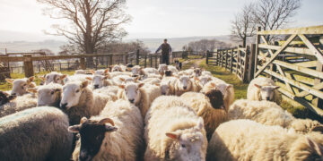 Verbod op verplaatsing van schapen en geiten in Heraklion vanwege pokkenuitbraak