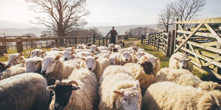 Verbod op verplaatsing van schapen en geiten in Heraklion vanwege pokkenuitbraak