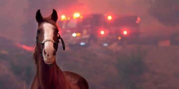 Dierenleed bij dodelijke branden in Los Angeles