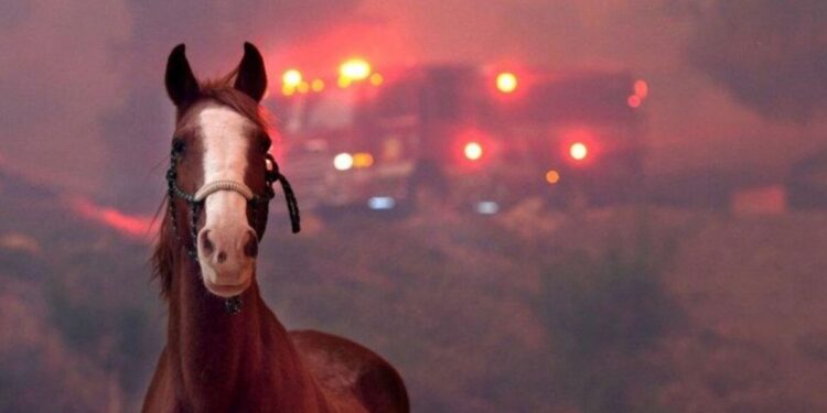 Dierenleed bij dodelijke branden in Los Angeles