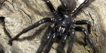 Gigantische giftige spinnen ontdekt: de gevaarlijkste ter wereld