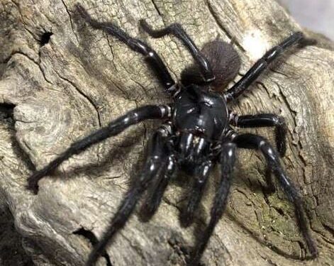 Gigantische giftige spinnen ontdekt: de gevaarlijkste ter wereld