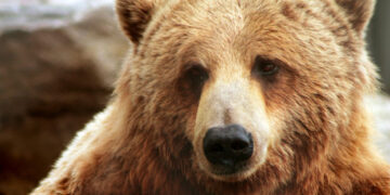 Advies: dierentuinen moeten dieren doden voordat ze oud worden