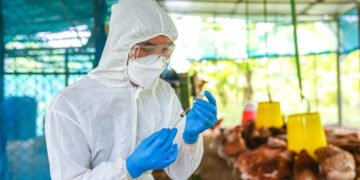 Eerste dodelijke slachtoffer van vogelgriep in de VS