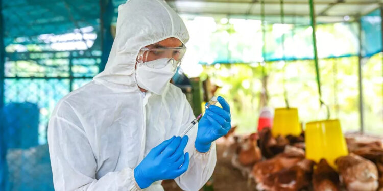 Eerste dodelijke slachtoffer van vogelgriep in de VS