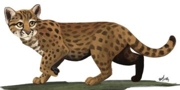 Fossielen ontdekt van kleinste kat ooit op aarde