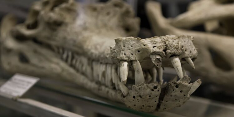 Man betrapt met krokodillenschedel in bagage op luchthaven Delhi