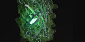 AI creëert eiwit voor nieuwe medicijnen na 500 miljoen jaar ontwikkeling