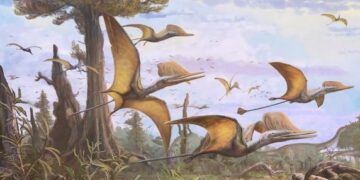 Ontdekking van het geheim van pterosauriërvlucht