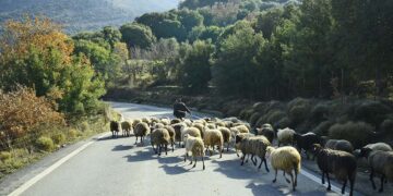 Geen verdere schapen- en geitenpokken bij eerste inspectie in Iraklion