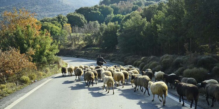 Geen verdere schapen- en geitenpokken bij eerste inspectie in Iraklion