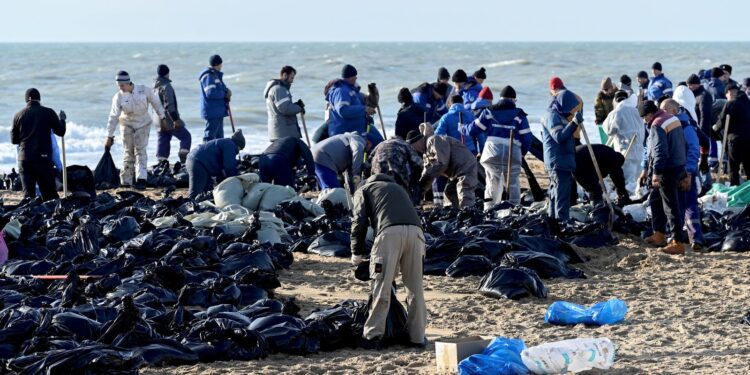 30 dolfijnen dood na olielek bij zuidelijk Rusland