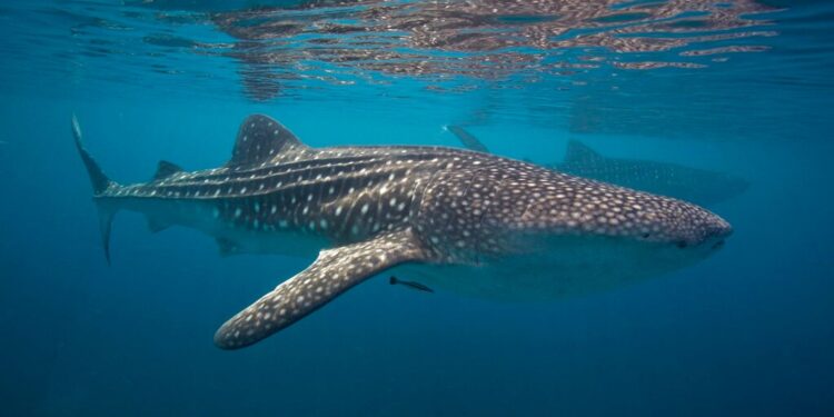 Dreigende soorten in 2025: mini-kameleon en walvishaai onder monitoring