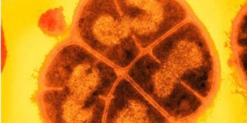 Conan: de bacterie die menselijk schild in de ruimte wordt