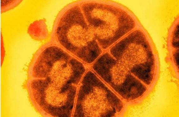 Conan: de bacterie die menselijk schild in de ruimte wordt