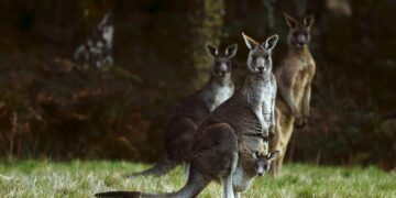 Primeur: Kangoeroe-embryo’s gekweekt met IVF-methode