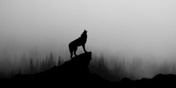 Nulemissie doelwit: wolven in Schotse Hooglanden vangen schadelijke gassen