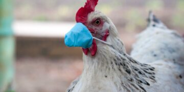 Vogelgriep gesignaleerd in meren voorvoorspa en heimaditis