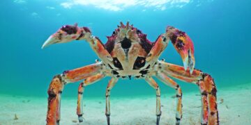 Op avontuur met robotdieren: filmen in de natuur met robotkreeft en robotwalvis.