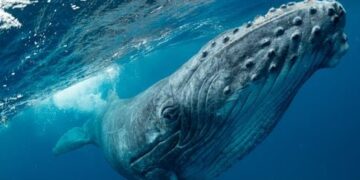 Whale Song: een menselijke communicatietaal