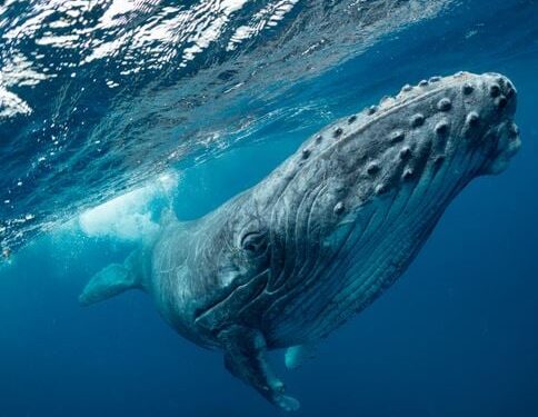 Whale Song: een menselijke communicatietaal