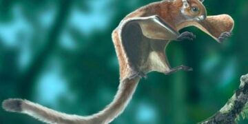 Reusachtige vliegende eekhoorn ooit in Noord-Amerikaanse bossen