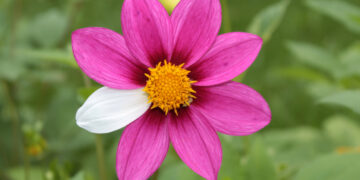 Toegang tot zorg voor elke zeldzame patiënt