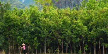 Drones meten alle bomen in China