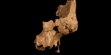 Fossielen van oude menselijke soort ontdekt in Spanje