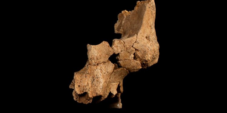 Fossielen van oude menselijke soort ontdekt in Spanje