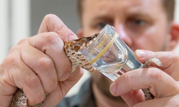De dodelijkste slang ter wereld: de ‘Viper of Death’ ontdekt