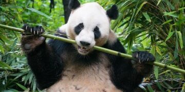 Bamboe verandert genen van organismen