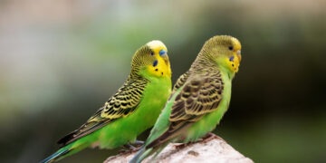 De overeenkomst tussen mensen en papegaaien: spraakvaardigheid