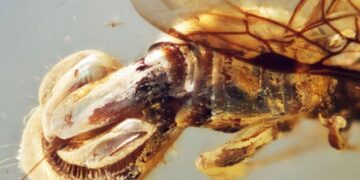 Indrukwekkende vampierwrak uit dinosaurustijdperk ontdekt