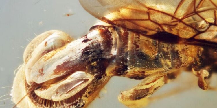 Indrukwekkende vampierwrak uit dinosaurustijdperk ontdekt