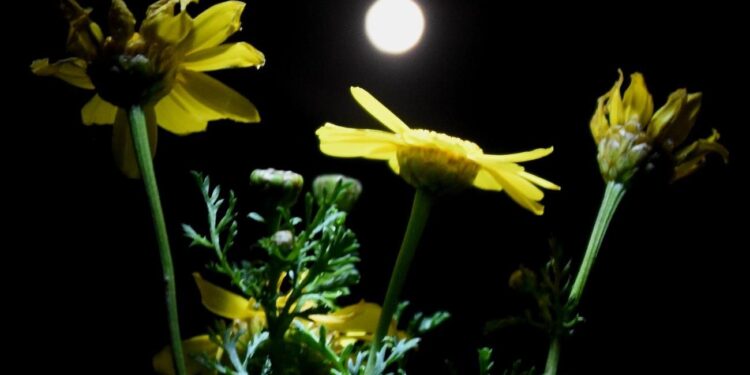 Roze Paasmaan: betoverende hemelse verschijning