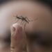 Insectenpopulatie in Groot-Brittannië onder alarmerende druk