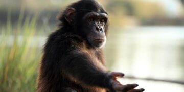 Liefde als vredeskracht: lessen van chimpansees