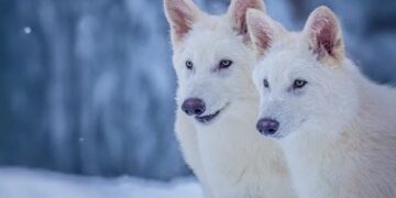 Deskundigen analyseren de herrijzenis van Game of Thrones.