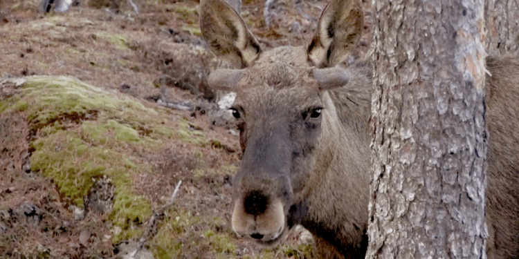 Miljoenen kijken naar de jaarlijkse elandmigratie in Zweden