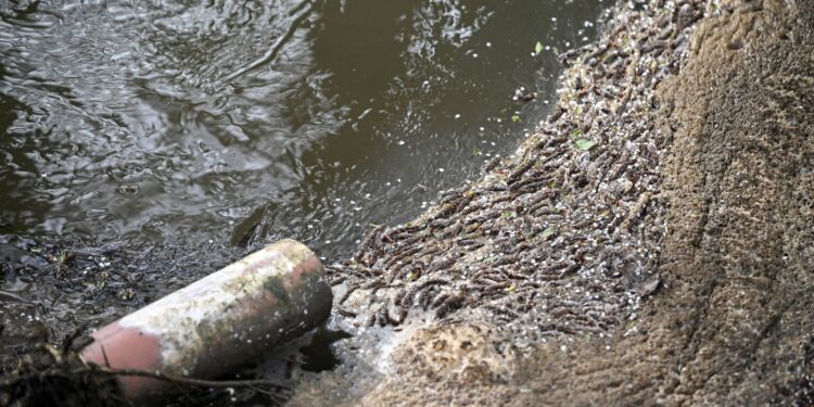 Waterbazen riskeren twee jaar cel voor illegale riooloverloop.
