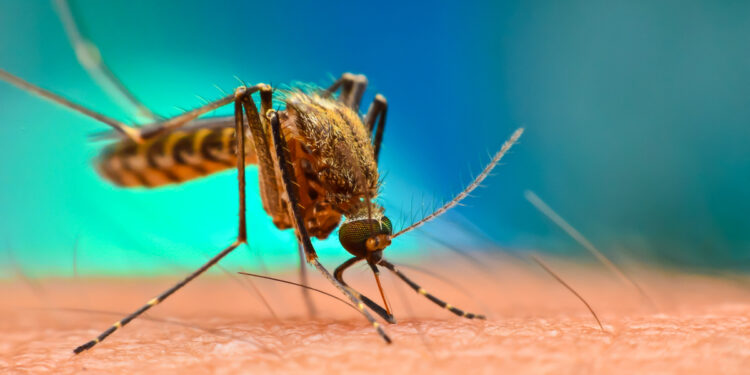 Tijgermuggen verspreiden tropische ziekten in Frankrijk