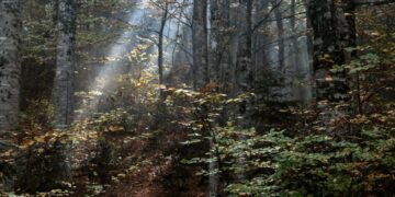 Bomen fluisteren in zonverduisteringen