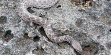 De verrassende hinderlaag van de Japanse hogesnelheidstrein