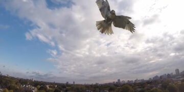 Hawks verschuilen zich tussen files voor prooiaanval.